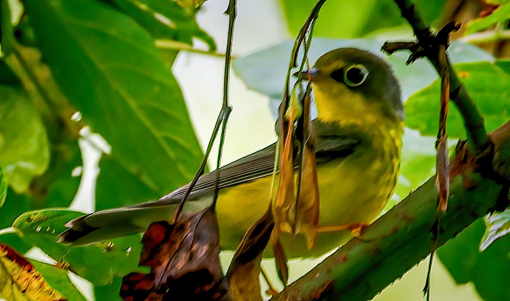 Canada Warbler - ML642106656