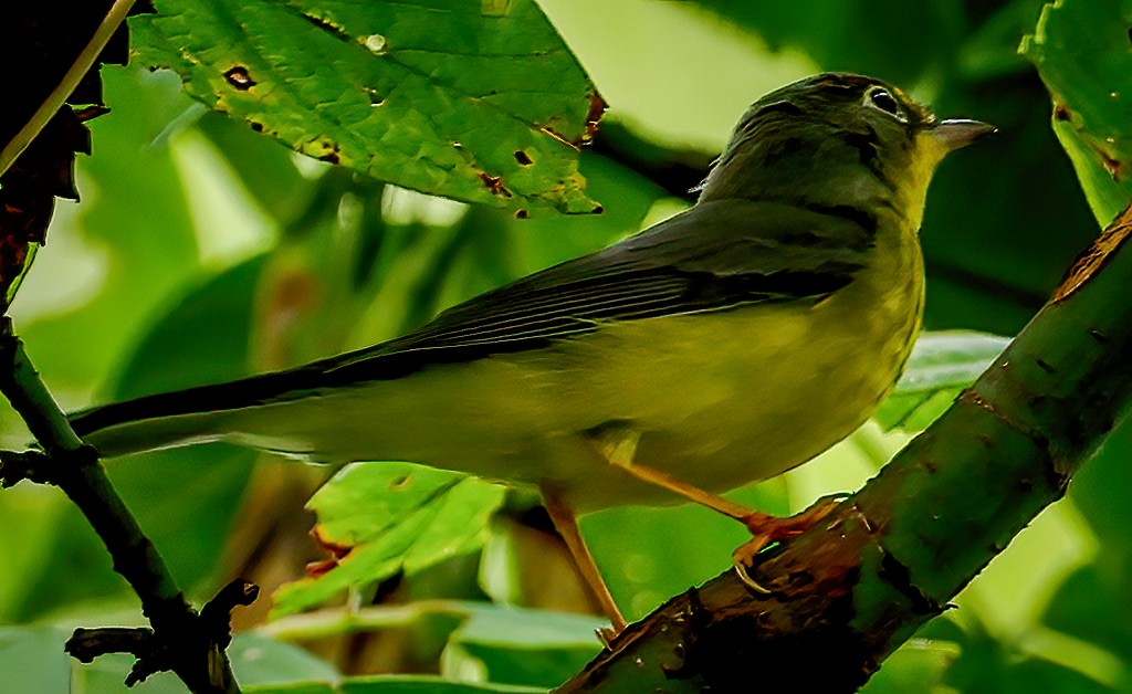 Canada Warbler - ML642106658