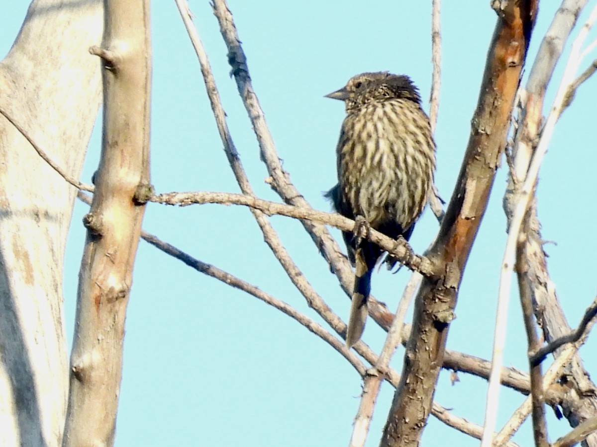 Red-winged Blackbird - ML642106662