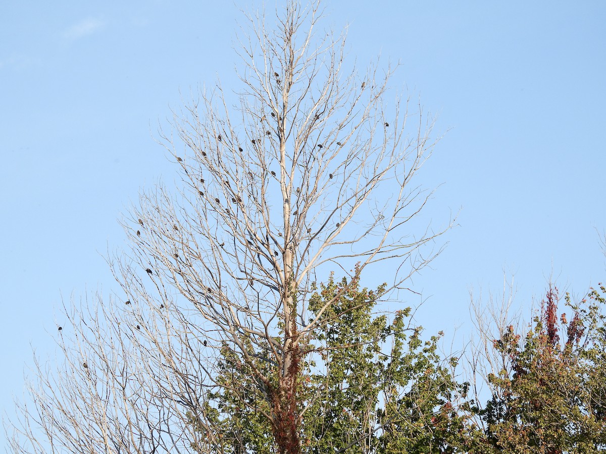 Red-winged Blackbird - ML642106663