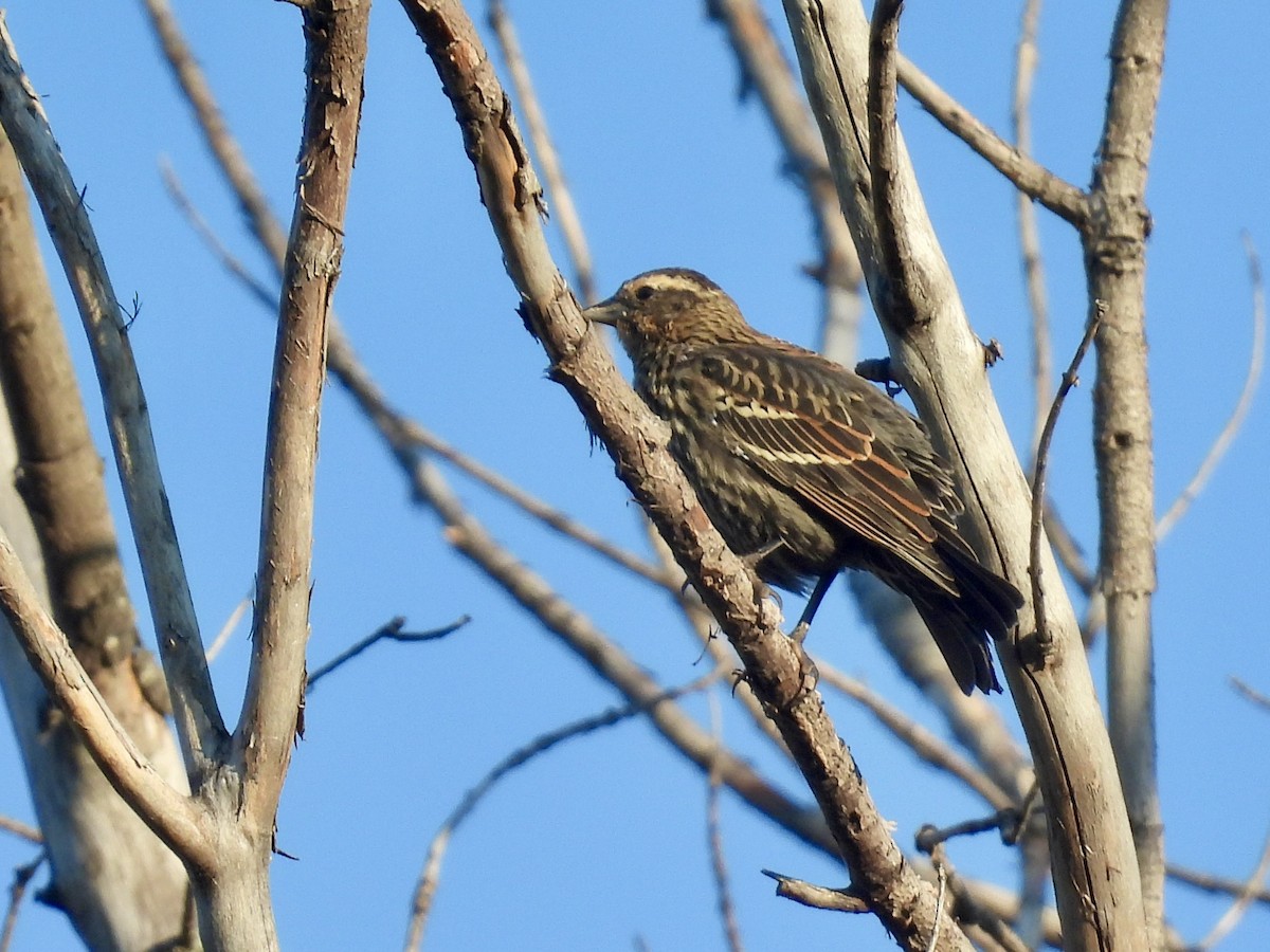 Al Kanatlı Karatavuk - ML642106697