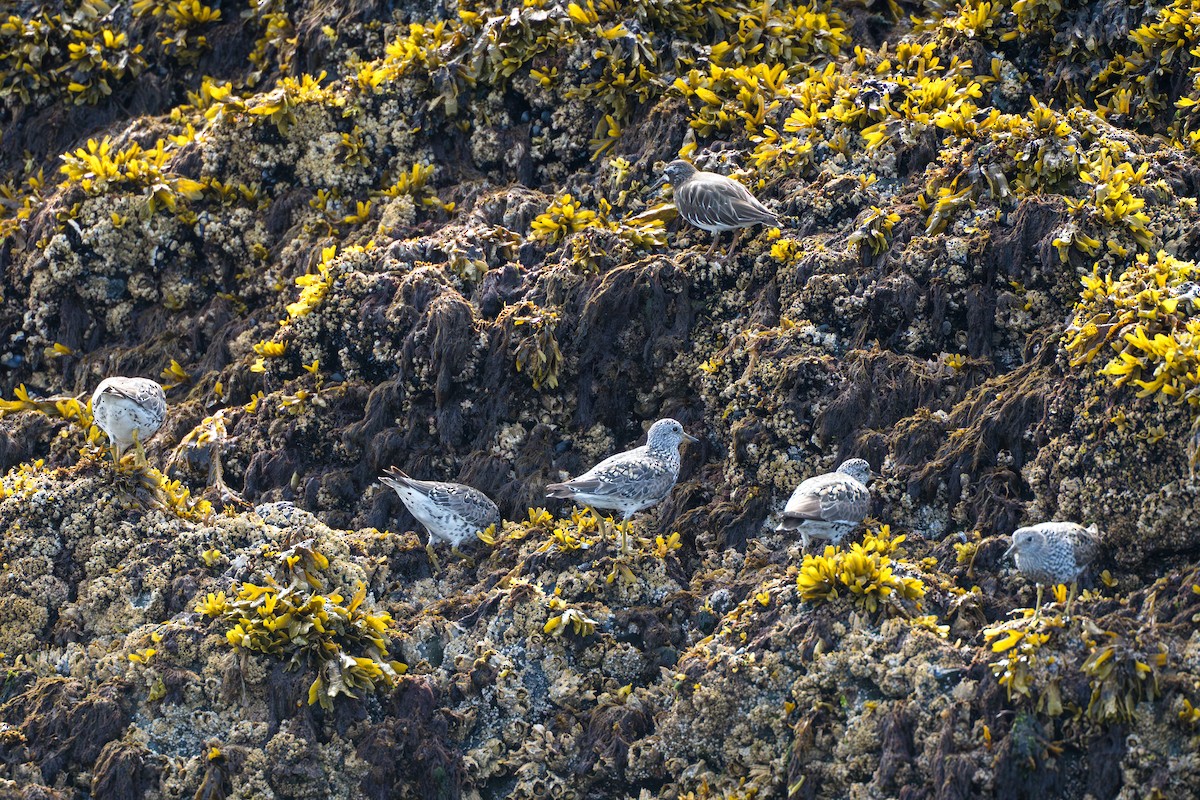 Surfbird - ML642106719