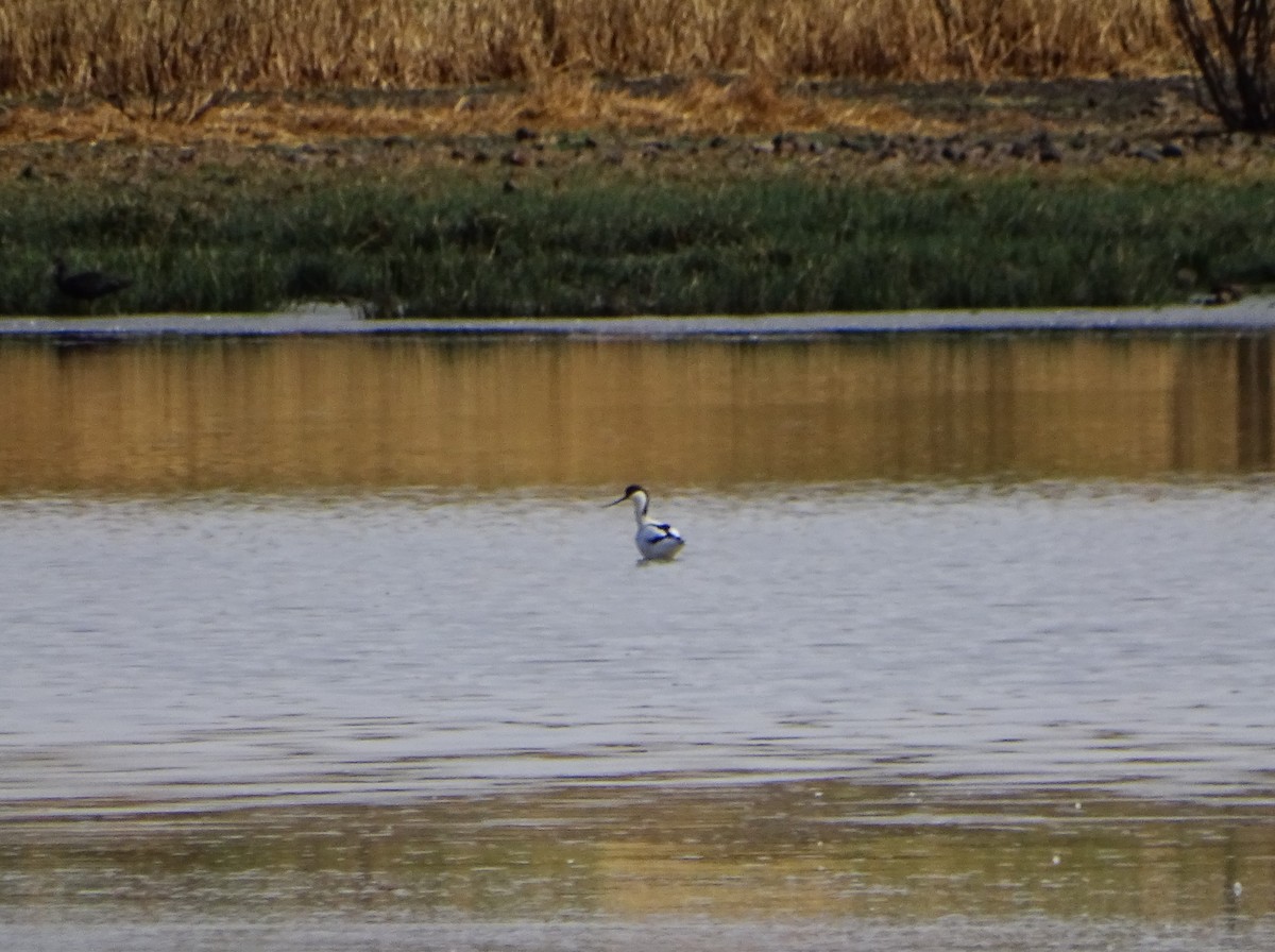 Pied Avocet - ML642106720