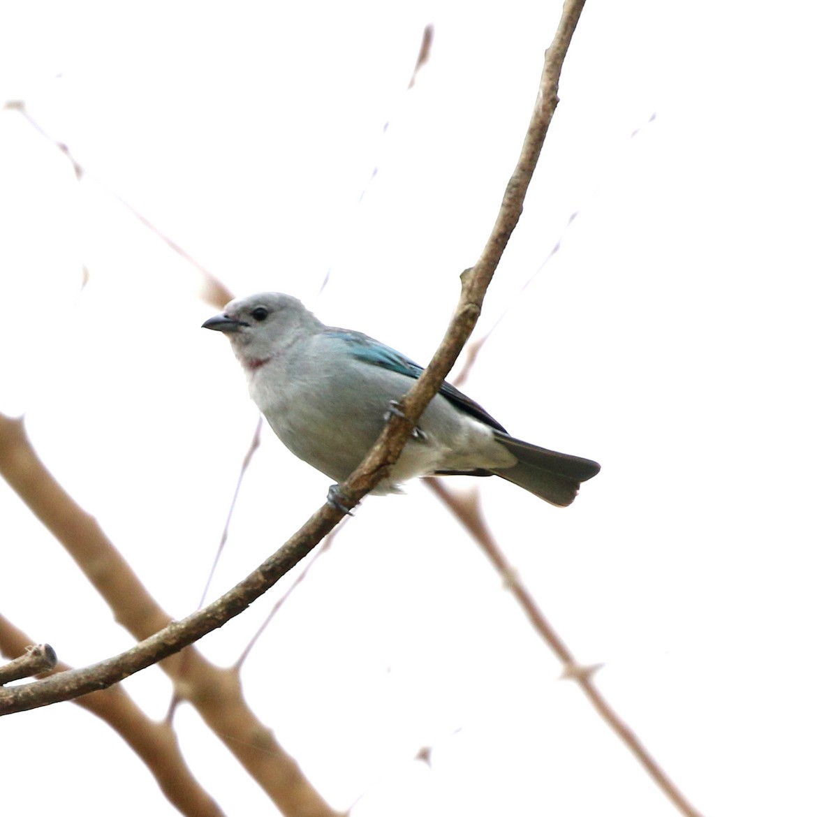 Sayaca Tanager - ML642106722