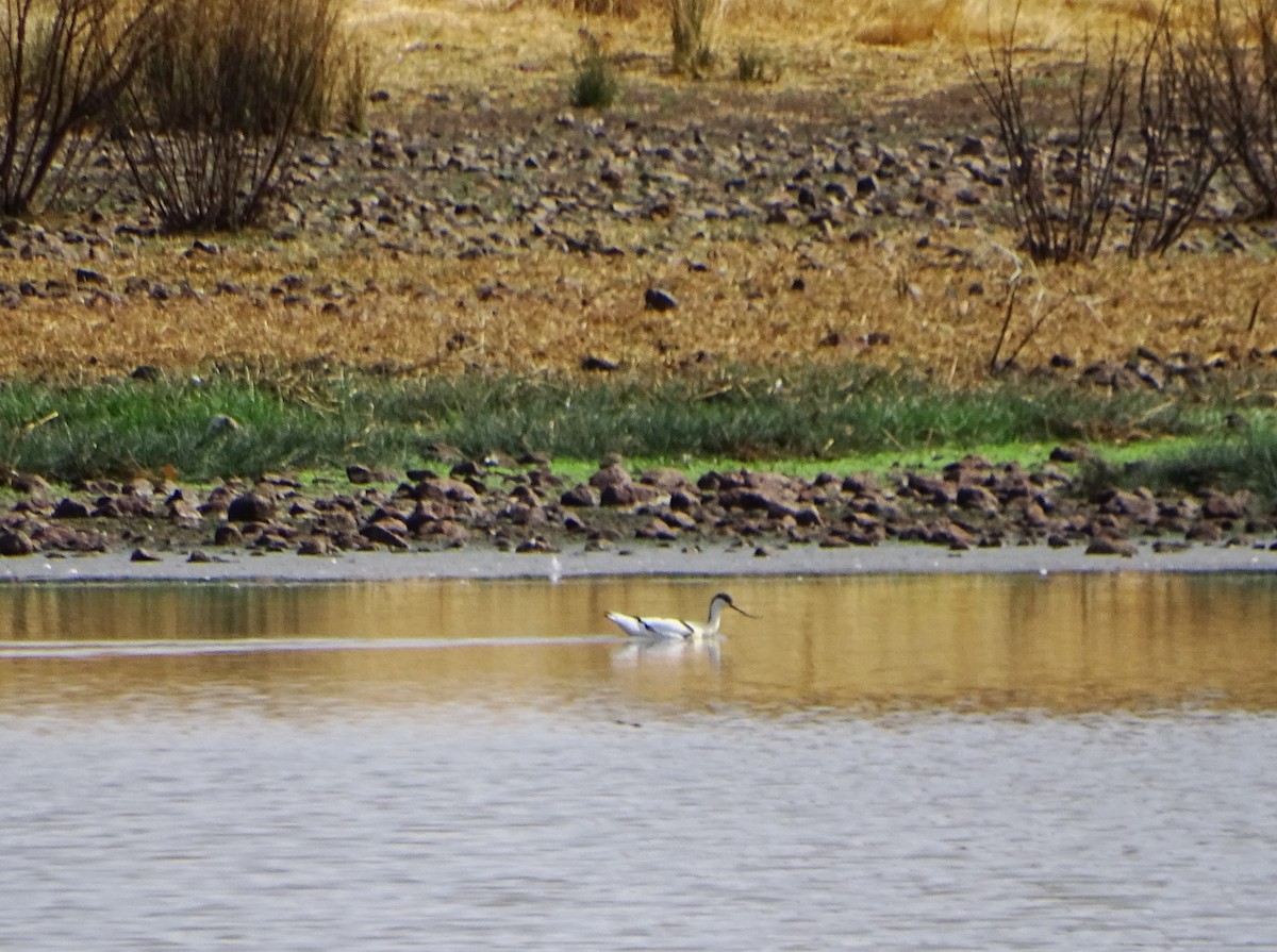 Pied Avocet - ML642106727