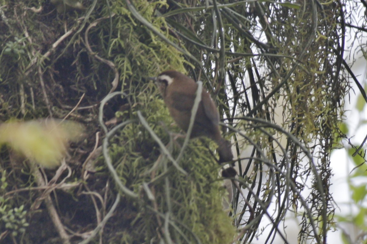 Mountain Wren - ML642106730