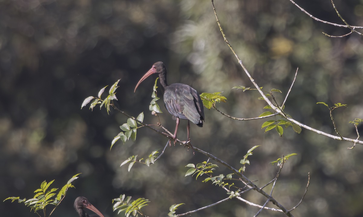 Bare-faced Ibis - ML642106732