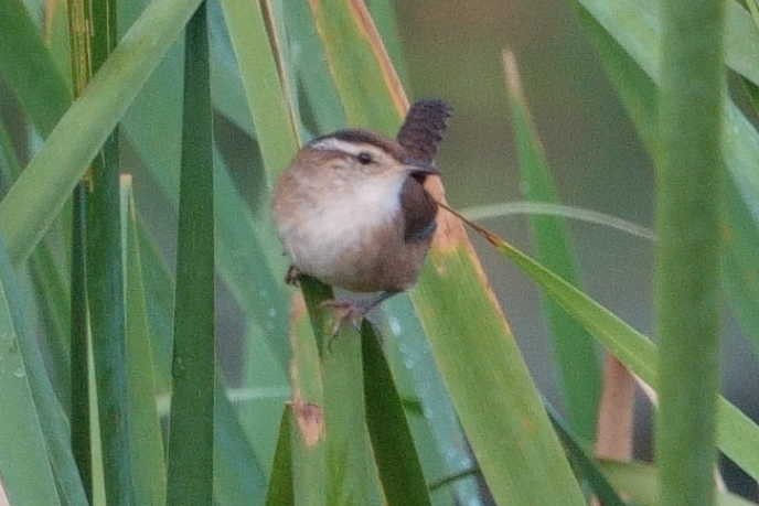 Marsh Wren - ML642106741