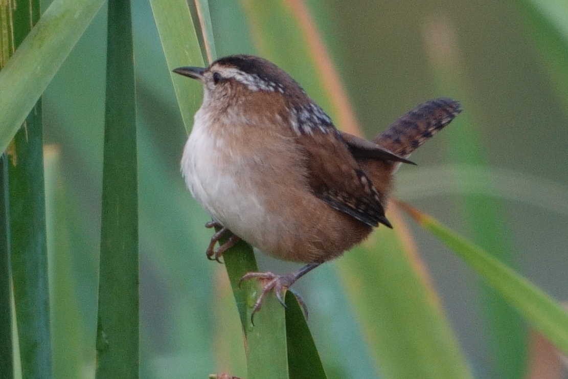 Marsh Wren - ML642106742