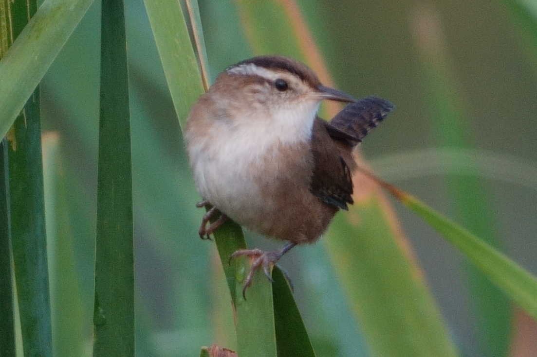 Marsh Wren - ML642106743