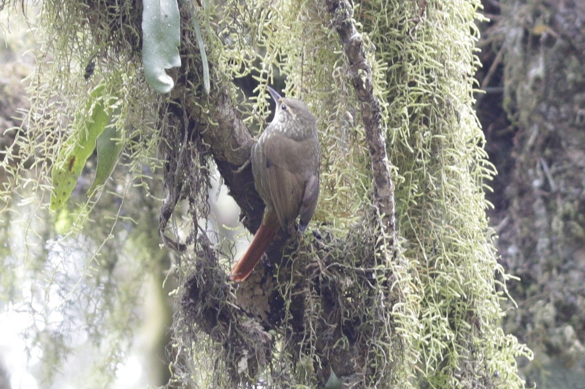 Buff-browed Foliage-gleaner - ML642106745