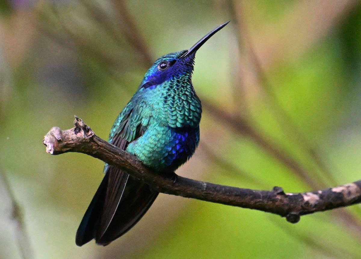Sparkling Violetear - ML642106748