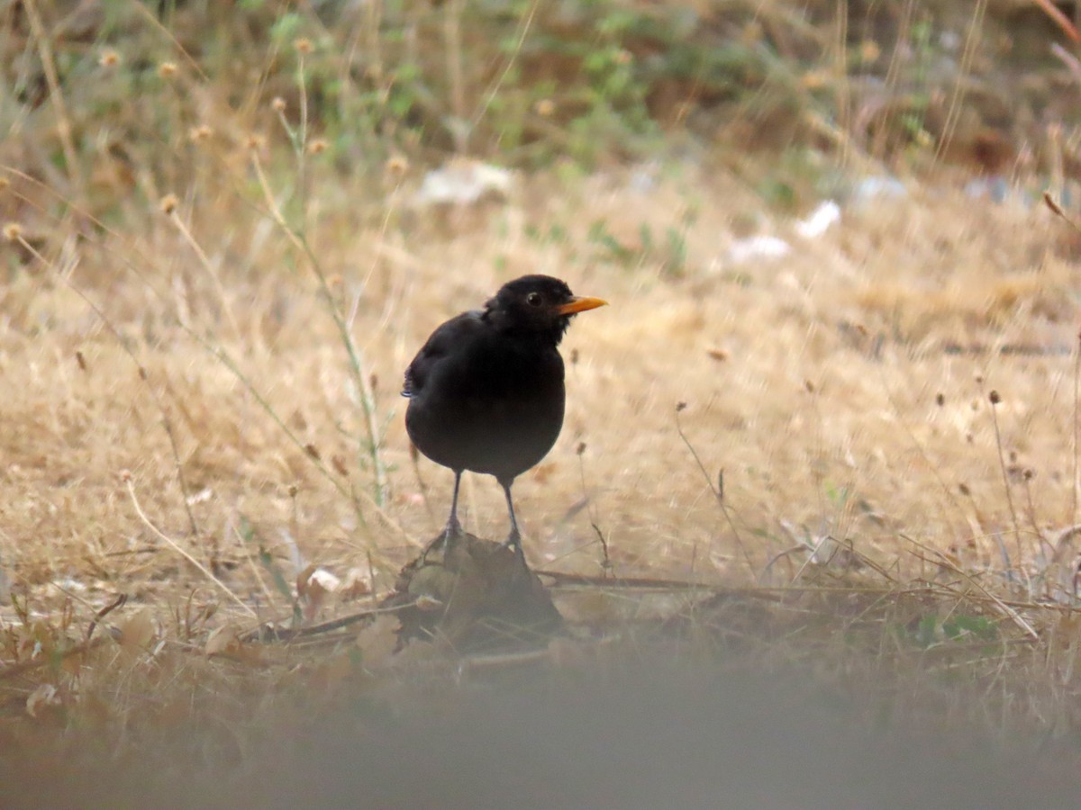 Eurasian Blackbird - ML642106762