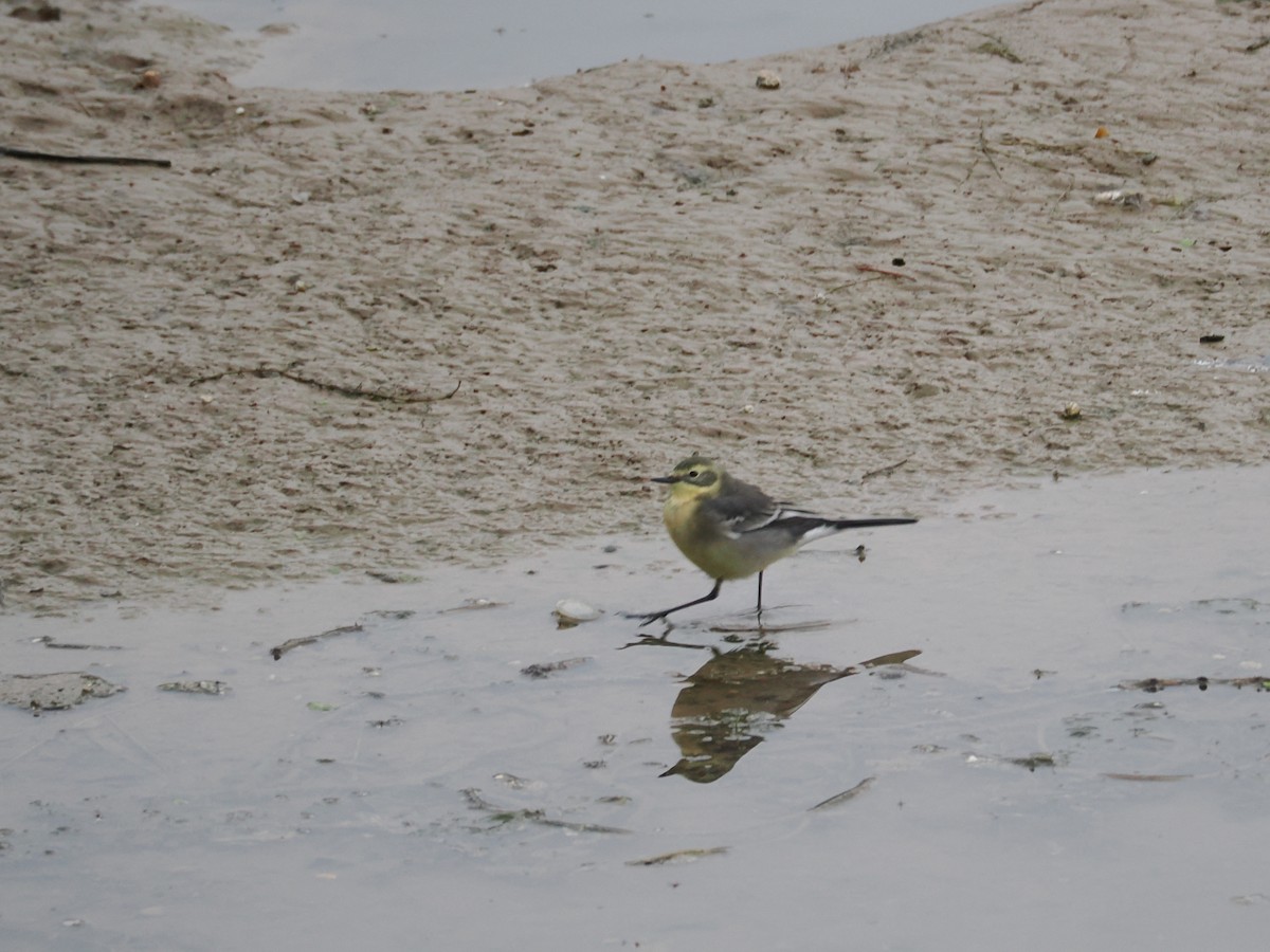 Citrine Wagtail - ML642106766