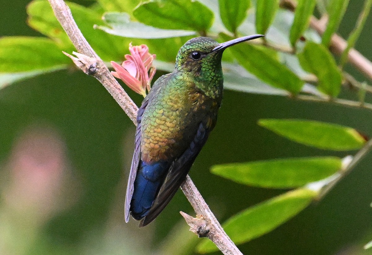 Steely-vented Hummingbird - ML642106799
