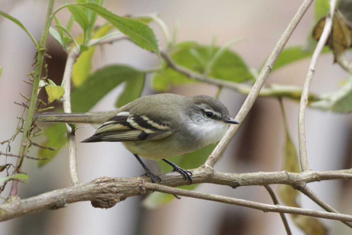 White-throated Tyrannulet - ML642106805