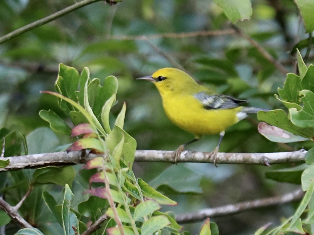 Blue-winged Warbler - ML642106809