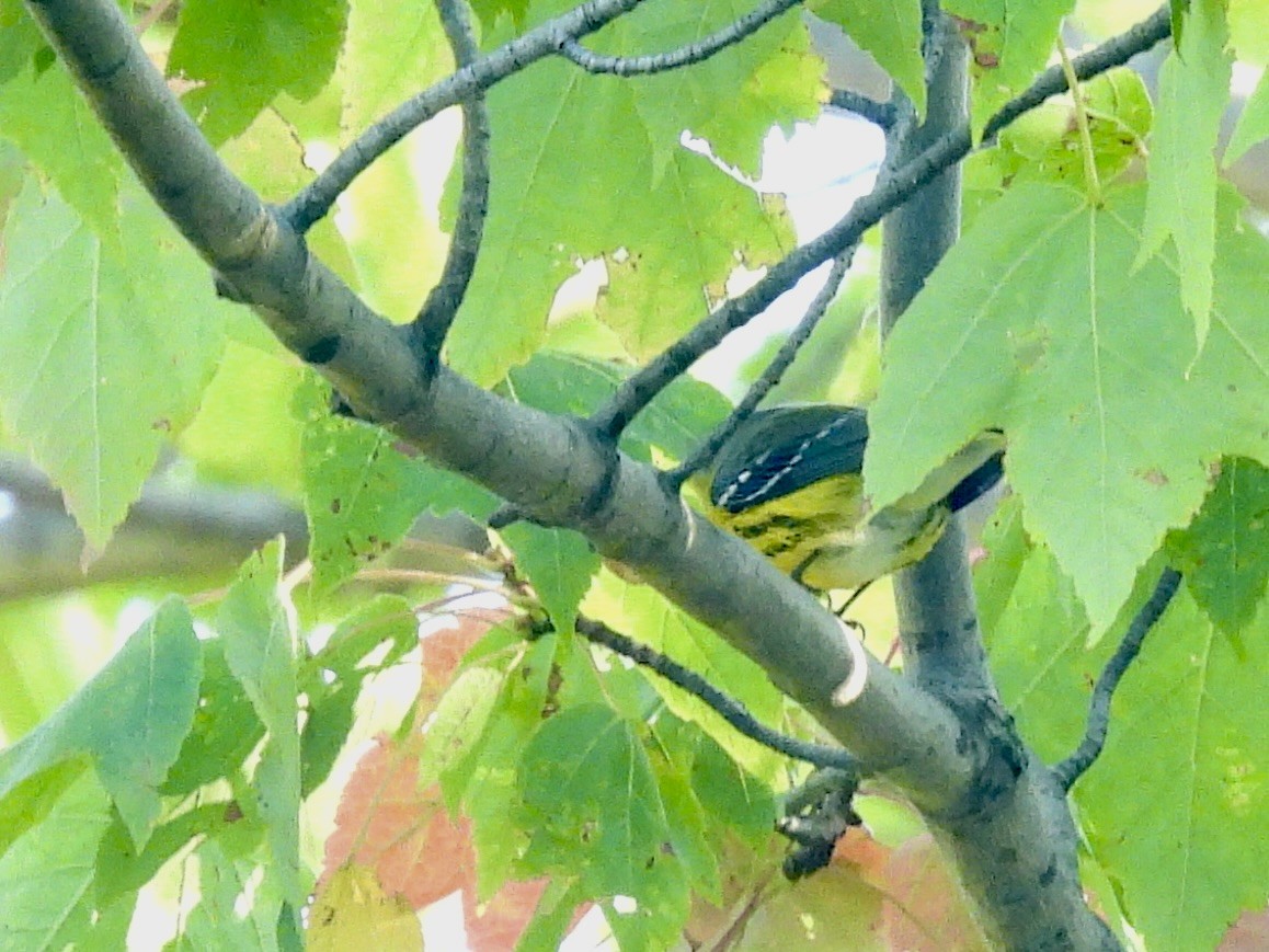 Magnolia Warbler - ML642106811