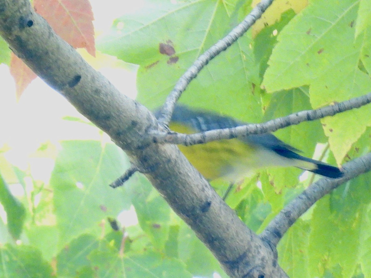 Magnolia Warbler - ML642106812