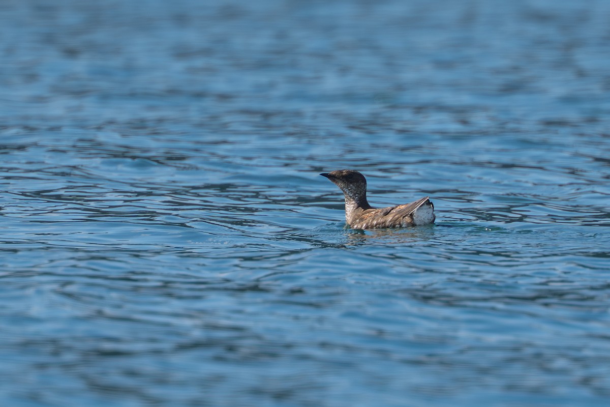 Marbled Murrelet - ML642106819