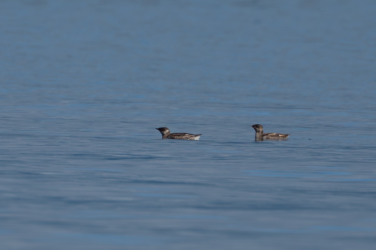 Marbled Murrelet - ML642106820