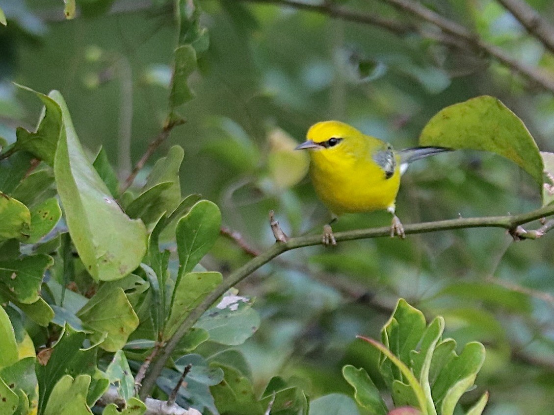 Blue-winged Warbler - ML642106822