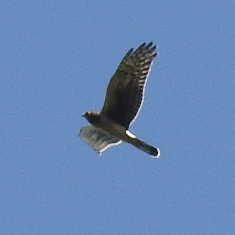 Northern Harrier - ML642106825