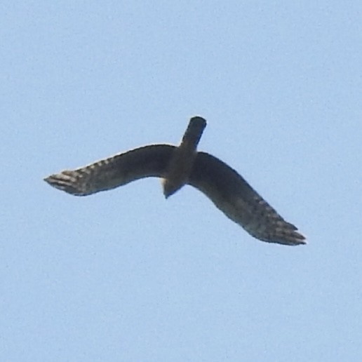 Northern Harrier - ML642106826