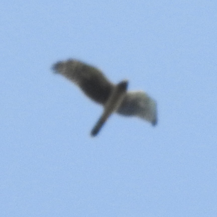 Northern Harrier - ML642106827