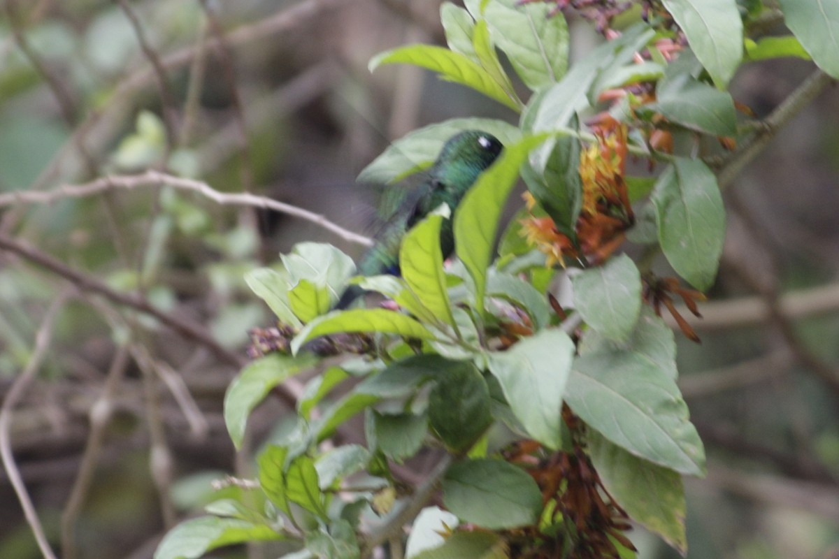 Blue-capped Puffleg - ML642106842