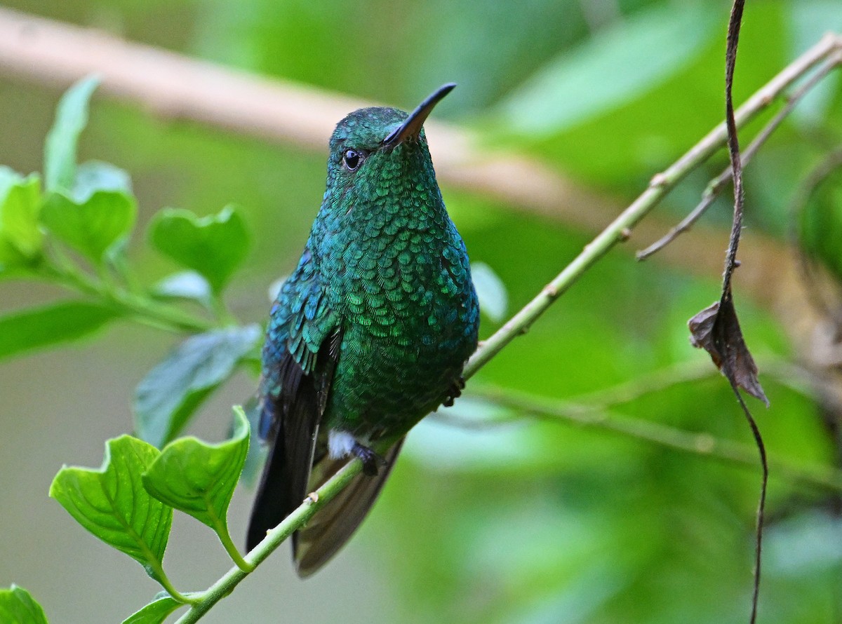Steely-vented Hummingbird - ML642106868