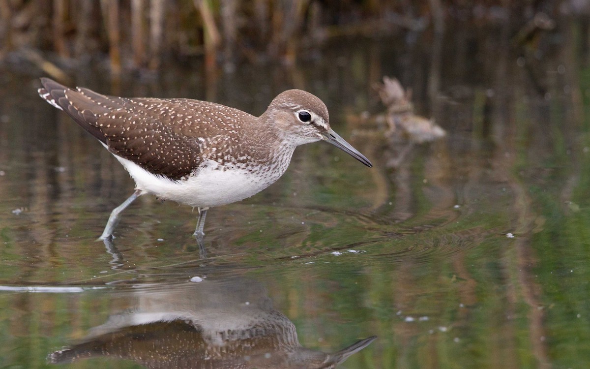 skogsnipe - ML642106874