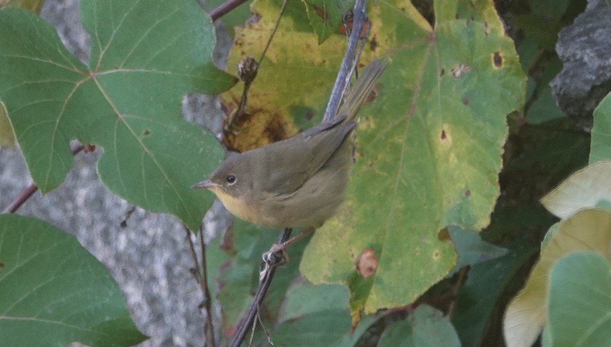 oransjekroneparula - ML642106889