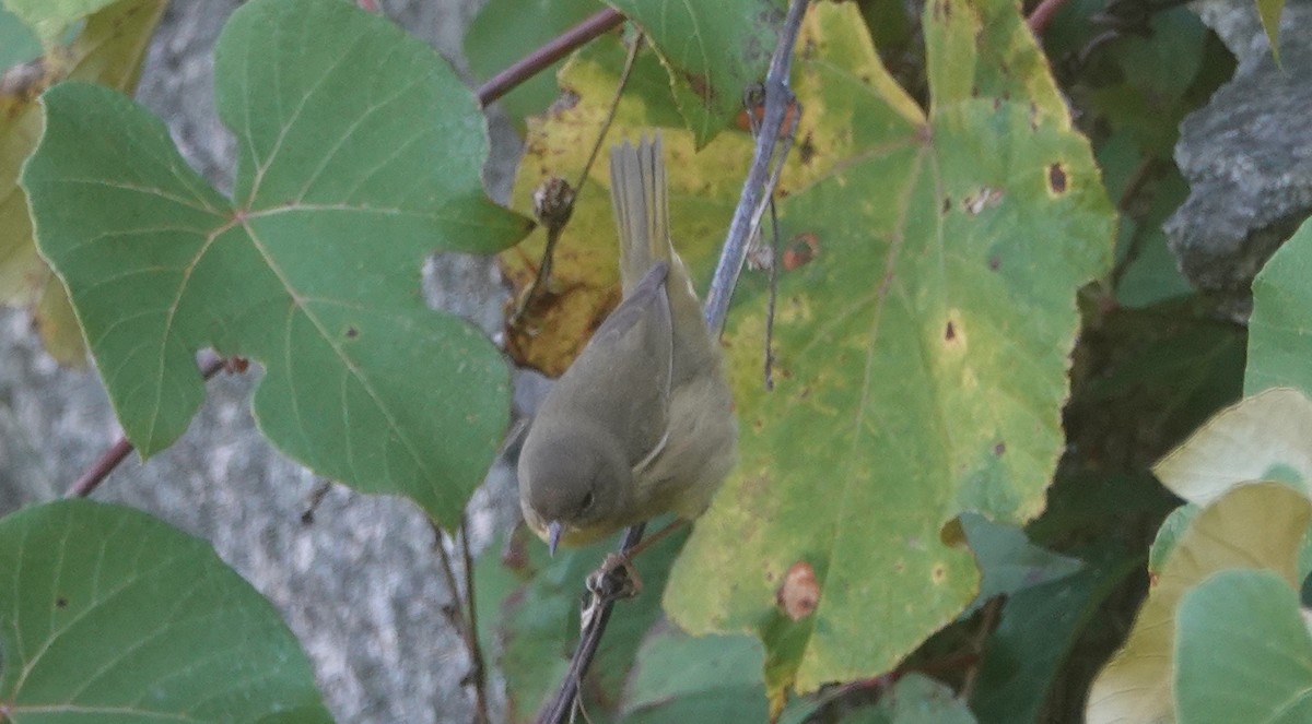 oransjekroneparula - ML642106894