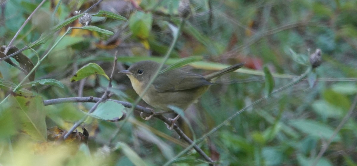 oransjekroneparula - ML642106895