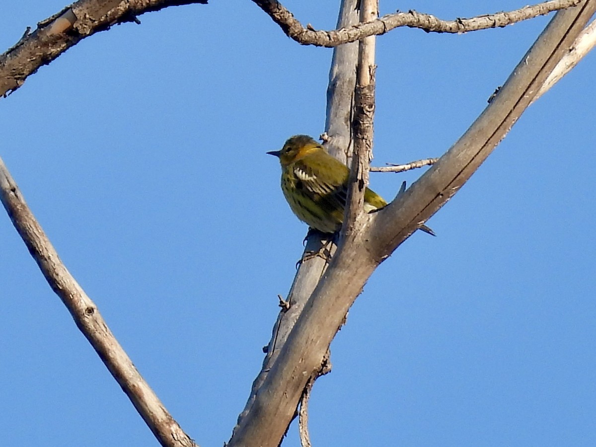 Cape May Warbler - ML642106910