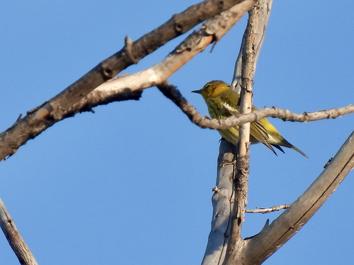 Cape May Warbler - ML642106911