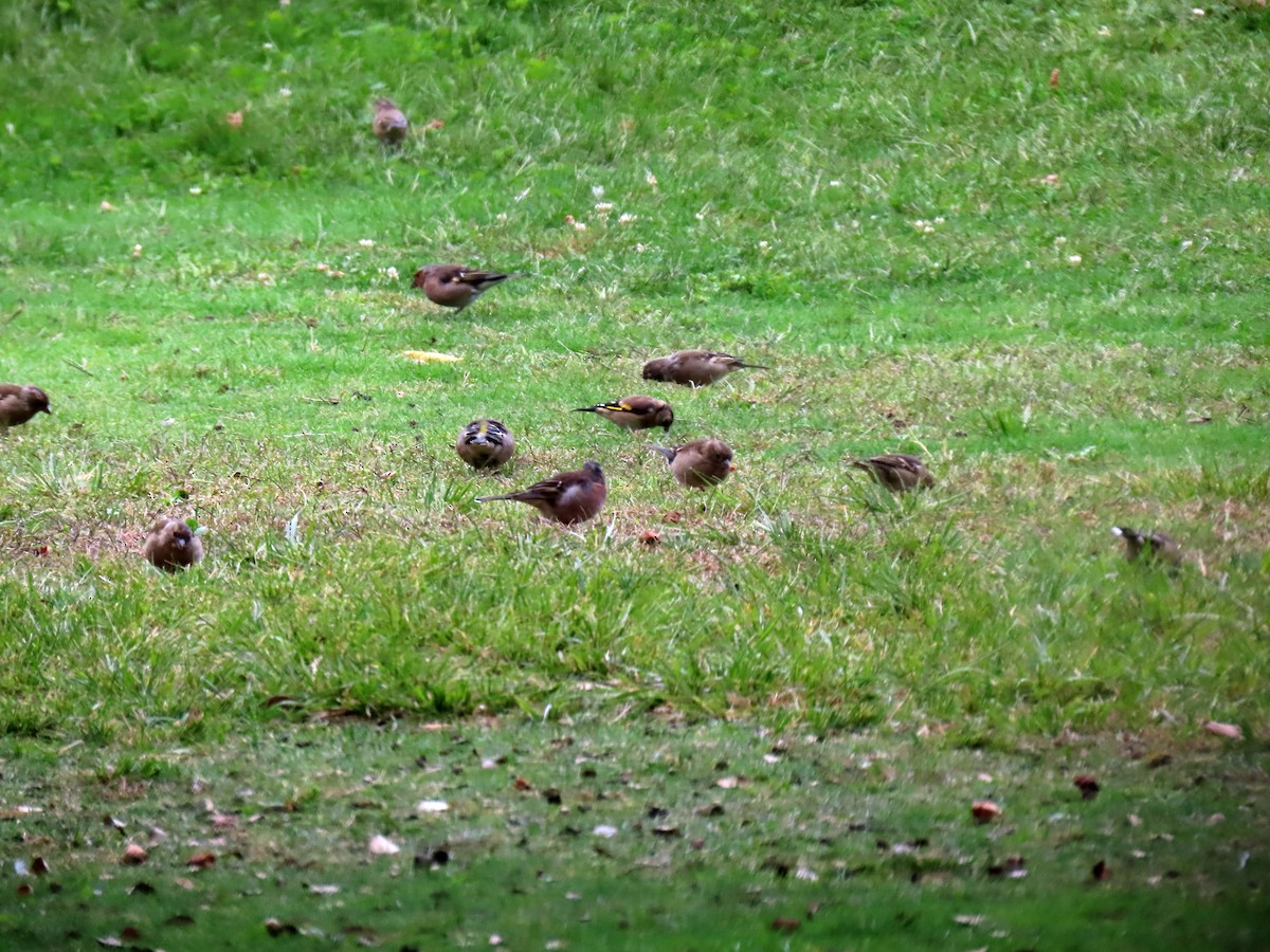 Common Chaffinch - ML642106918