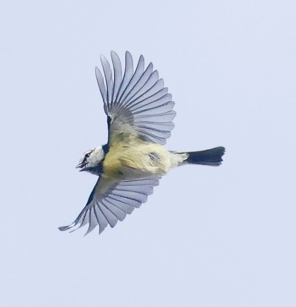 Eurasian Blue Tit - ML642106923