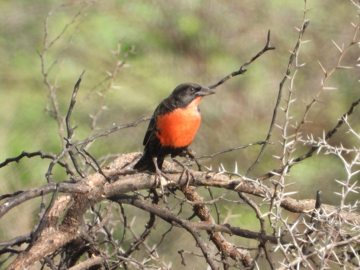 Red-breasted Meadowlark - ML642106940