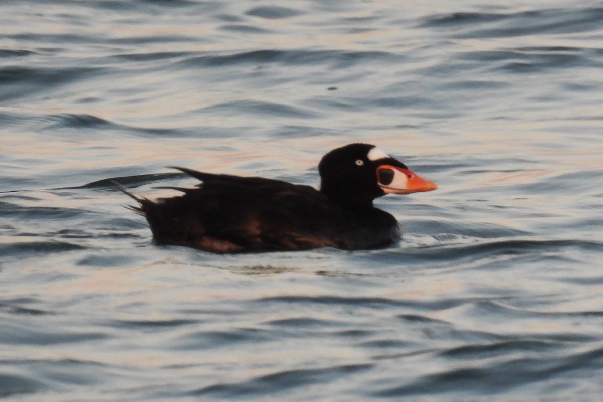 Surf Scoter - ML642106948