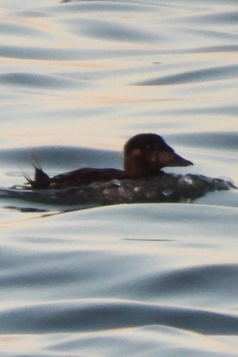 Surf Scoter - ML642106949