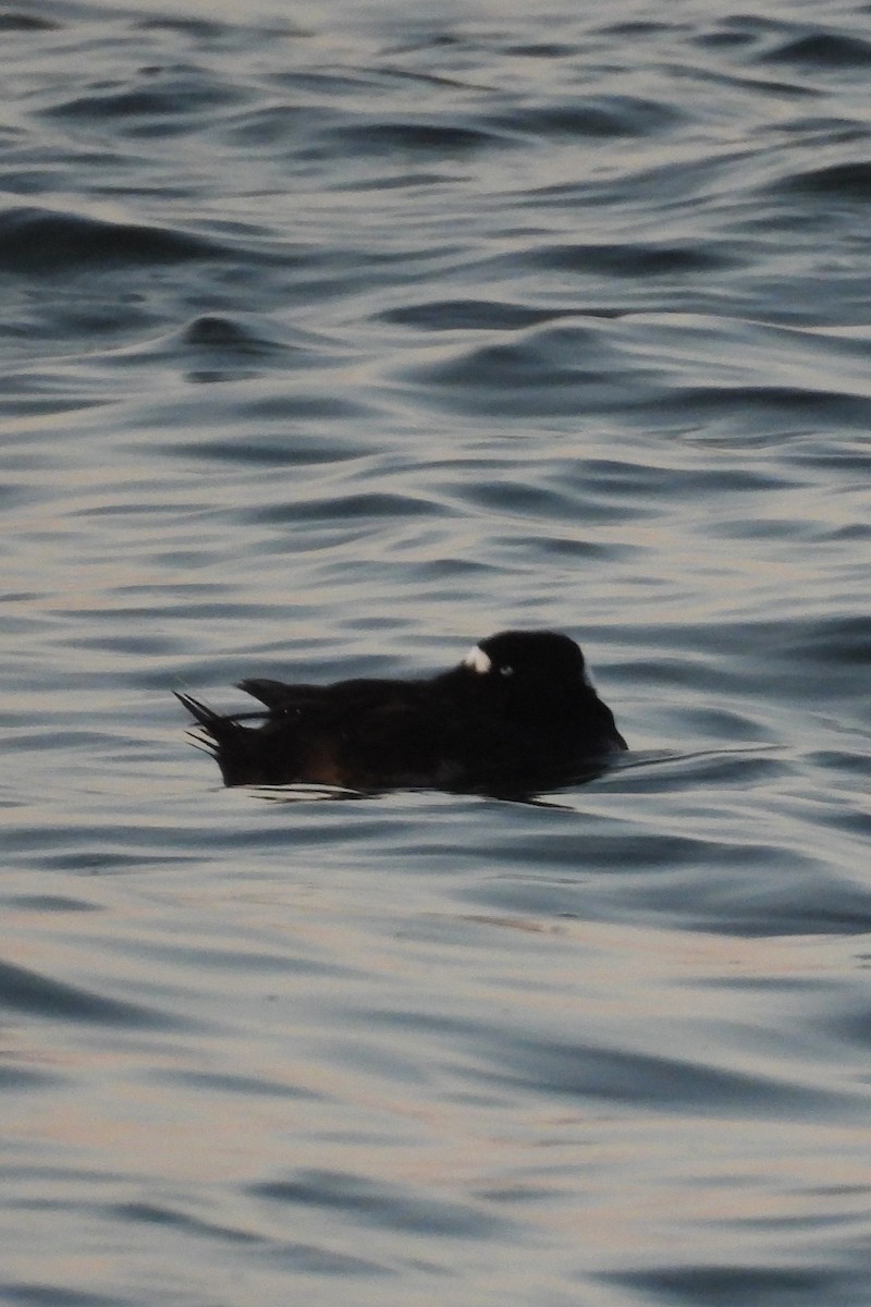 Surf Scoter - ML642106951