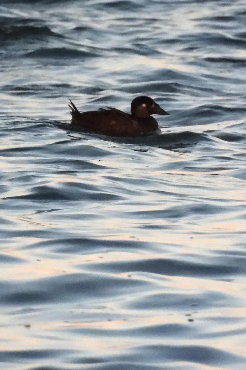Surf Scoter - ML642106952