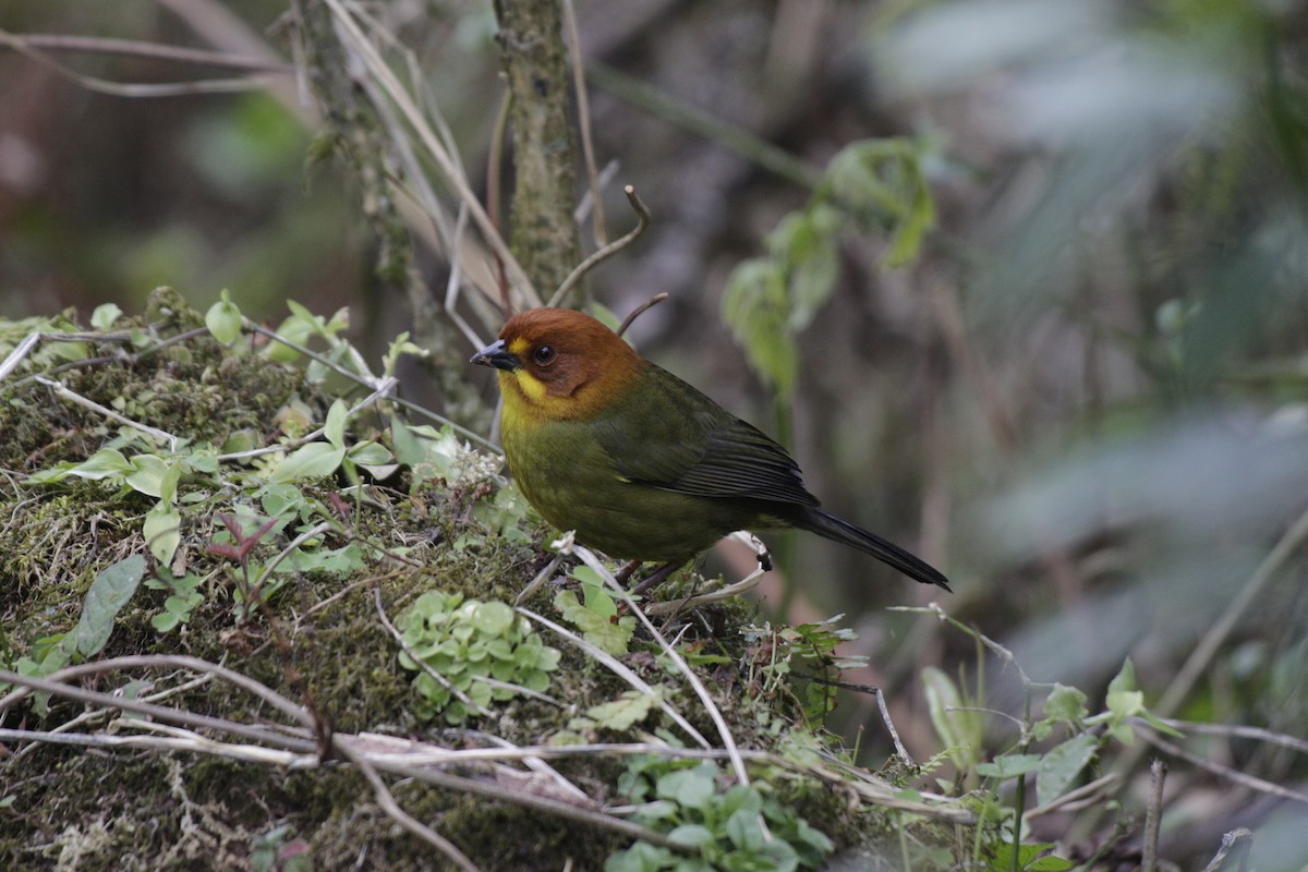 Fulvous-headed Brushfinch - ML642106956