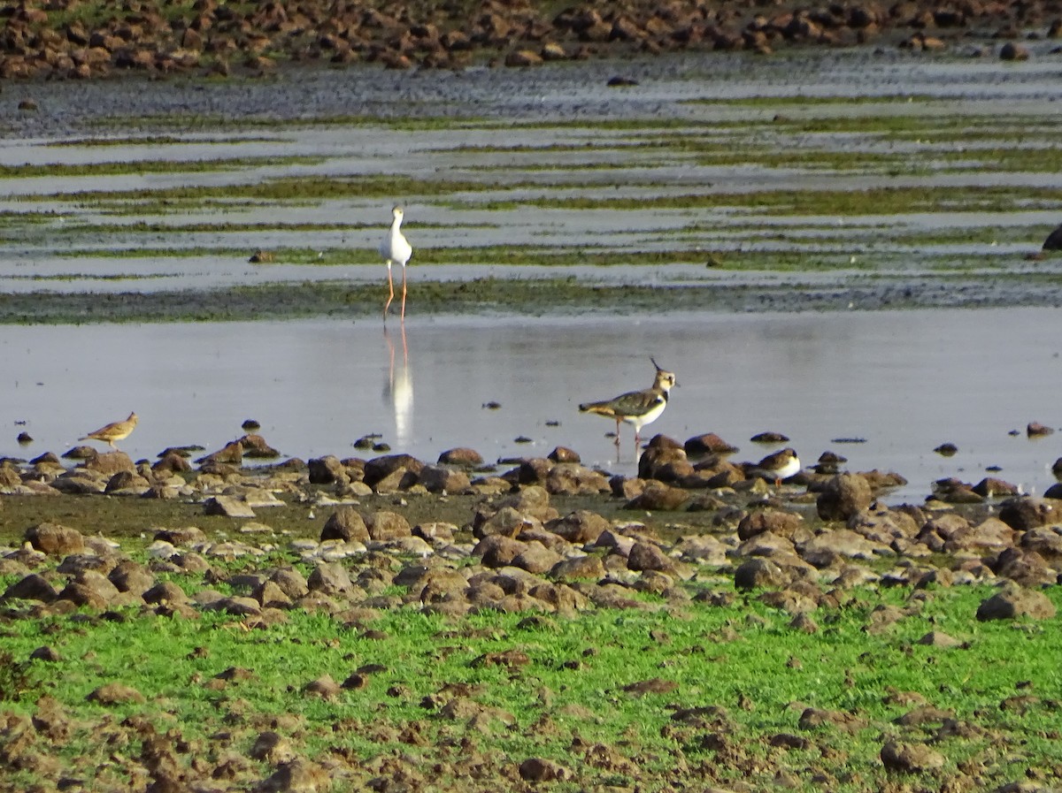 Northern Lapwing - ML642106964