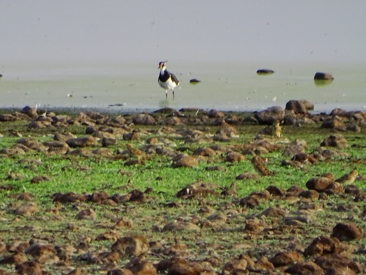 Northern Lapwing - ML642106965