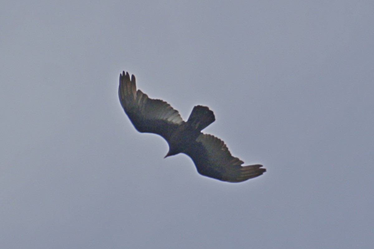 Turkey Vulture - ML642106974