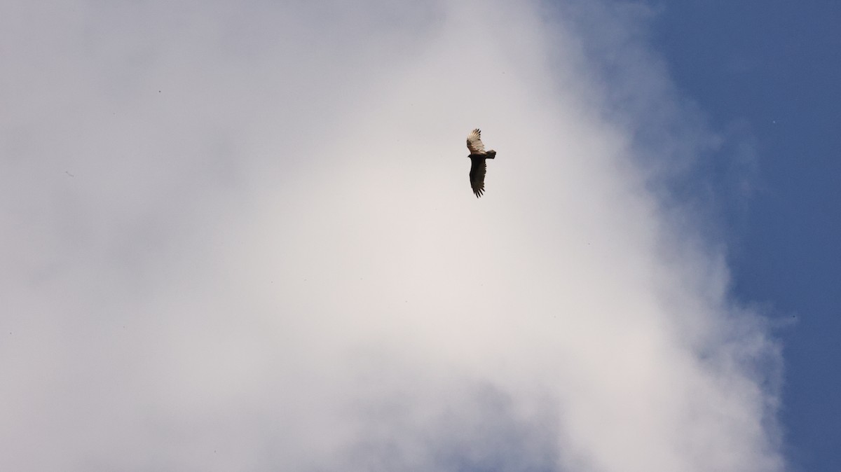 Turkey Vulture - ML642106983