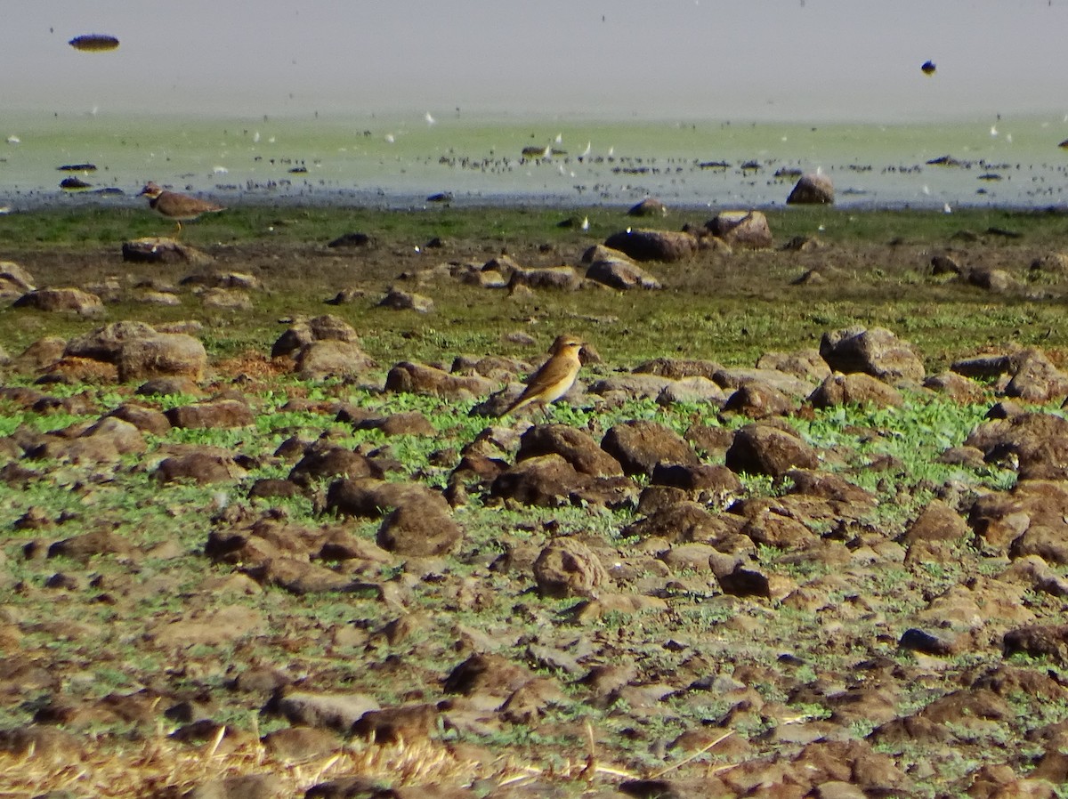 Northern Wheatear - ML642106990